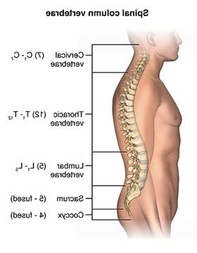 Graphic of spinal column vertebrae